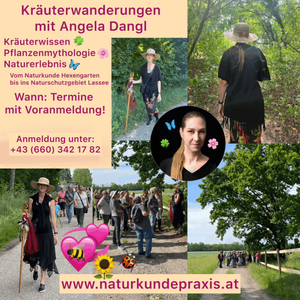 Kräuterwanderungen mit Angela Dangl
Kräuterwissen, Pflanzenmythologie, Naturerlebnis. Vom Naturkunde Hexengarten bis ins Naturschutzgebiet Lassee